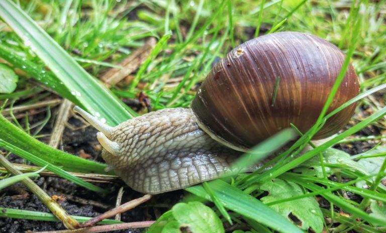 00a Schnecke 12von12 frau piefke schreibt
